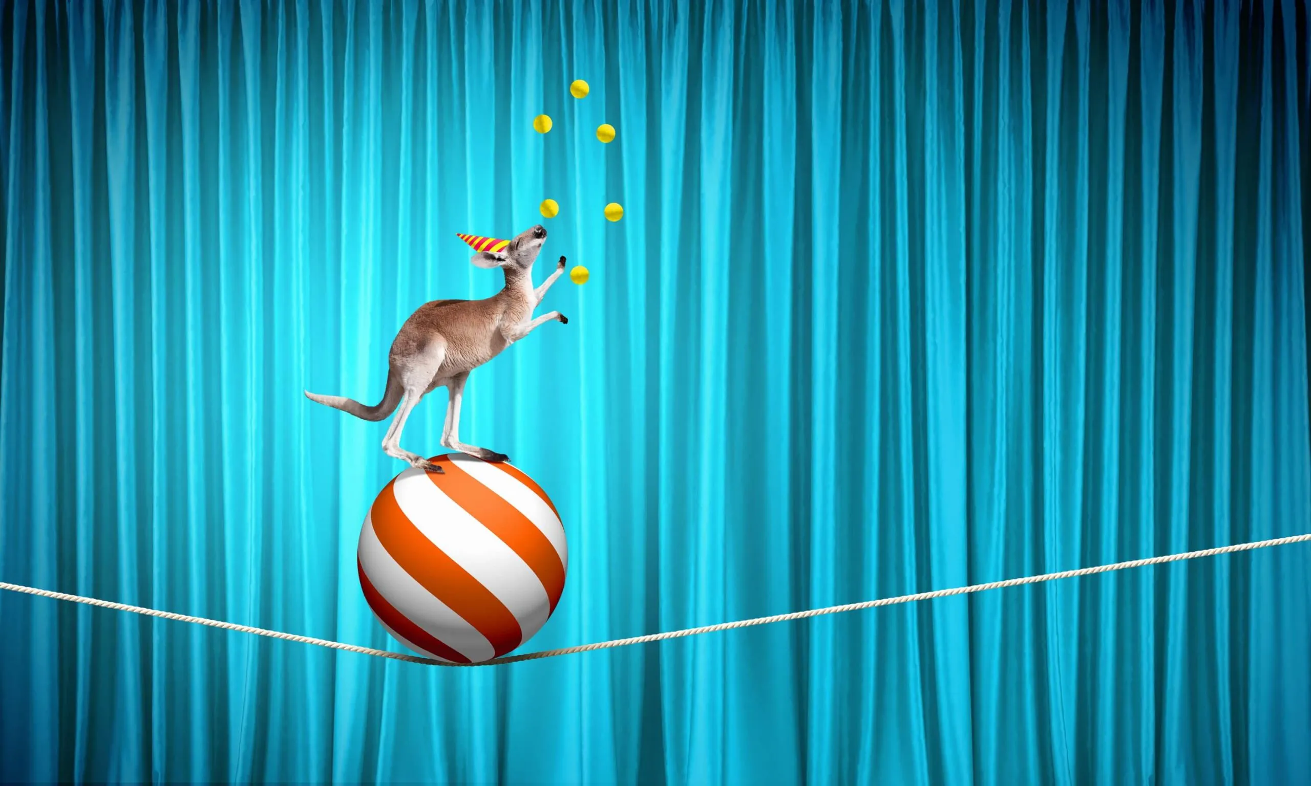 Australian circus kangaroo standing on a ball and juggling